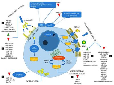 Role of Lipid Accumulation and Inflammation in Atherosclerosis: Focus on Molecular and Cellular Mechanisms